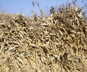 玉米秸秆图片